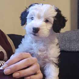 Snickers - Black and white male Bernedoodle puppy in Lancaster, Pennsylvania from NLB Mini Bernedoodles