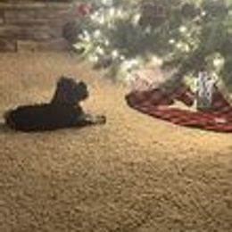 Miniature Schnauzer Puppies from Pups With Potential