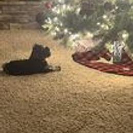 Miniature Schnauzer Puppies from Pups With Potential