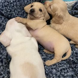 Dachshund Puppies from Alpine Meadow Dachshunds
