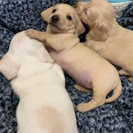 Dachshund Puppies from Alpine Meadow Dachshunds