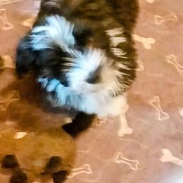 Splash - Black and white male Havanese puppy in Cumberland, Maryland from Kimbriel