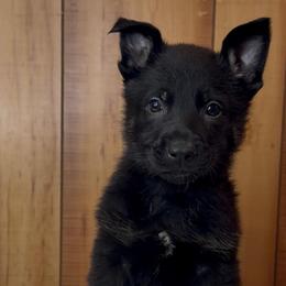 Kolt - Bi-color male German Shepherd puppy in Beech Grove, Arkansas from Ze Zadnich lesu