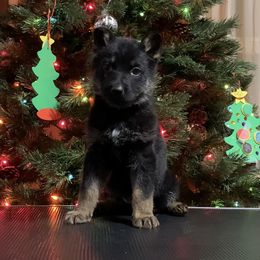 Red collar - German Shepherd puppy from Pinegrove German Shepherds