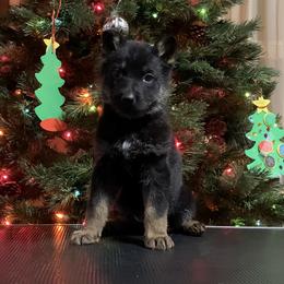 Red collar - German Shepherd puppy from Pinegrove German Shepherds