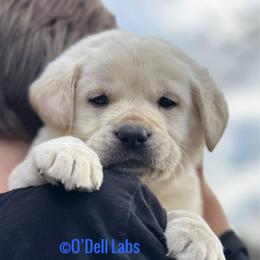 Boy 1 - Yellow male Labrador Retriever puppy in Sullivan, Missouri from O’Dell Labs