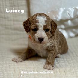 Lainey - Red  female Goldendoodle puppy in Estesburg, Kentucky from Wet Goldendoodle Kisses