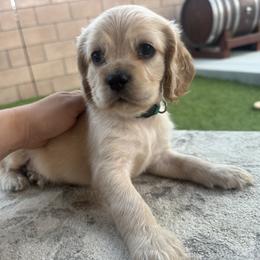 Cocker Spaniel Puppies from Aurora's Cocker Spaniels