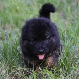 German Shepherd Puppies from Big Red Texas German Shepherds Ranch