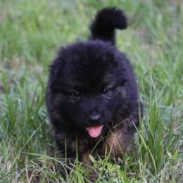 German Shepherd Puppies from Big Red Texas German Shepherds Ranch