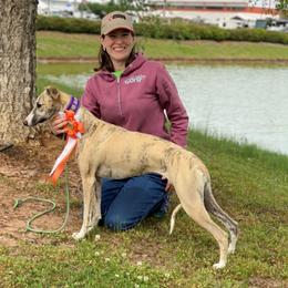 Winnie - Whippet