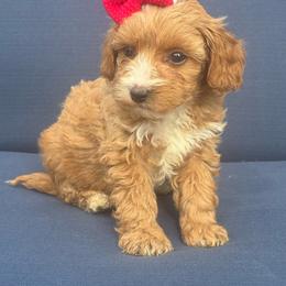 Maple - Apricot female Maltipoo puppy in Lancaster, Kentucky from Dream Paws Puppies, LLC