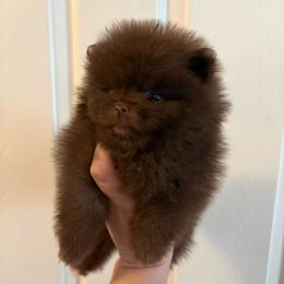 Brownie - Chocolate male Pomeranian puppy in Denver, Colorado from Tiny Tornado Poms