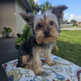 Mr. Brown - Black and gold male Yorkshire Terrier puppy in Tamarac, Florida from Yorkiefamily7