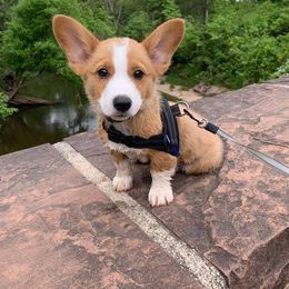 Pembroke Welsh Corgi Puppies from Southern Raised Corgis