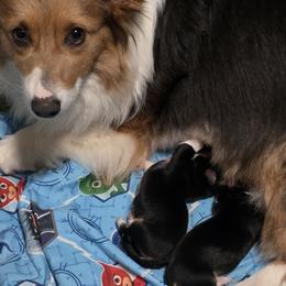 Pembroke Welsh Corgi puppies from Blackberry Hill Corgis
