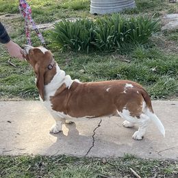 Basset Hound All Grown Up from Albie's Bassett Farm