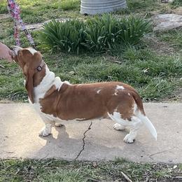 Basset Hound All Grown Up from Albie's Bassett Farm