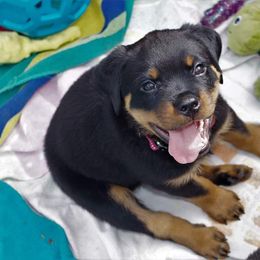 Rottweiler Puppies from Ostenberg Rottweilers LLC
