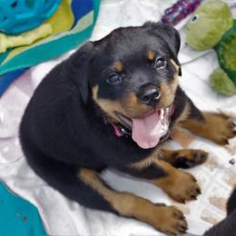 Rottweiler Puppies from Ostenberg Rottweilers LLC