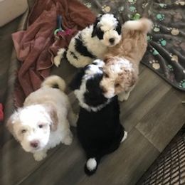 Bernedoodle Puppies from Majestic Hill Mini Bernedoodles LLC