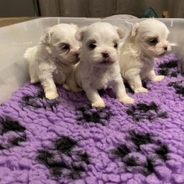 Maltese Puppies from Euphoria Maltese