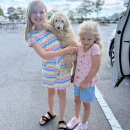 Gray Collar Girl - Cream female Goldendoodle puppy in Knoxville, Tennessee from Niya’s Doodles