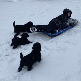 Poodle Puppies from D and D Standard Poodles