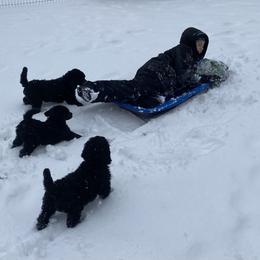Poodle Puppies from D and D Standard Poodles