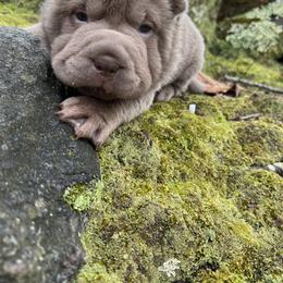 Chinese Shar-Pei Puppies from Amy Mahaffey's Chinese Shar-Pei