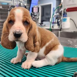 Purple collar - Mahogany and white female Basset Hound puppy in Alton, Illinois from Show Me Great Danes and Basset Hounds