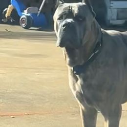 Cane Corso from Gentle giant kennels
