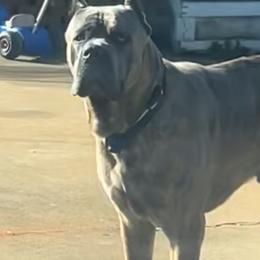 Cane Corso from Gentle giant kennels