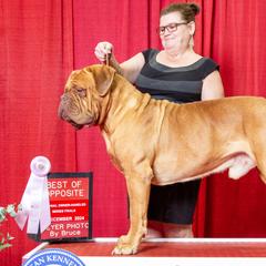 Dogues de Bordeaux and French Bulldogs from Amore Kennel