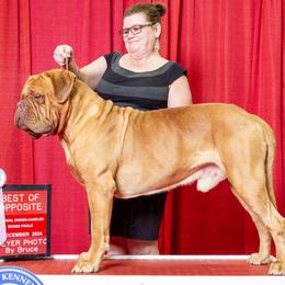 Dogues de Bordeaux and French Bulldogs from Amore Kennel