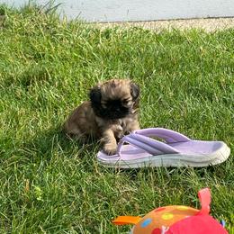 Bailey - Sable female Shih Tzu puppy in Wyoming, Michigan from Shih Tzu Shenanigans