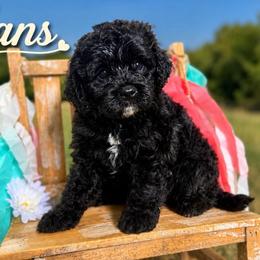 Hans - Black male Cavapoo puppy in Clinton, Oklahoma from Enchanted Spaniels