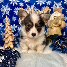 RED Girl - Black and tan female Pembroke Welsh Corgi puppy in Acampo, California from Rees Corgis