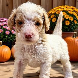 Jax - Parti male Goldendoodle puppy in Ellenburg Center, New York from Kristin's Puppies
