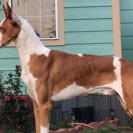 Kush - Ibizan Hound