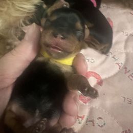 Girl 1 - Black and tan Yorkshire Terrier puppy in Tangipahoa County, Louisiana from Riche’ Louisiana Yorkies