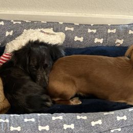 Dachshunds from Dachshund Farms