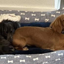 Dachshunds from Dachshund Farms