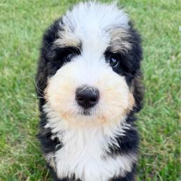 Valentino with training - Tri-color male Bernedoodle puppy in Boonville, North Carolina from Doods & Dolls