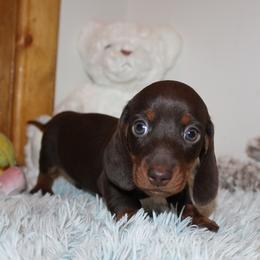 Boy 2 - Chocolate and tan male Dachshund puppy in Craig, Colorado from Rocky Mountain Shih Tzus and Dry Creek Miniature Dachshunds