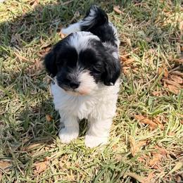 Finley - Black and white female Havanese puppy in Flower Mound, Texas from Havanese Happiness