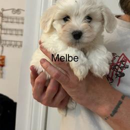 Orange - White female Coton de Tulear puppy in Sun Prairie, Wisconsin from Firebird Show Dogs