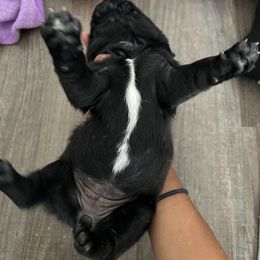 Aspen - Black female Pug puppy in Salt Lake City, Utah from J&B Pugs