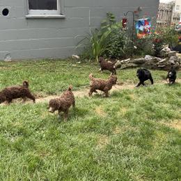 Poodle Puppies from Down The Rabbit Hole Poodles