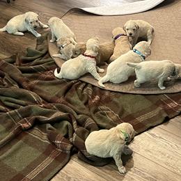 Goldendoodle Puppies from Ellie's Goldendoodles